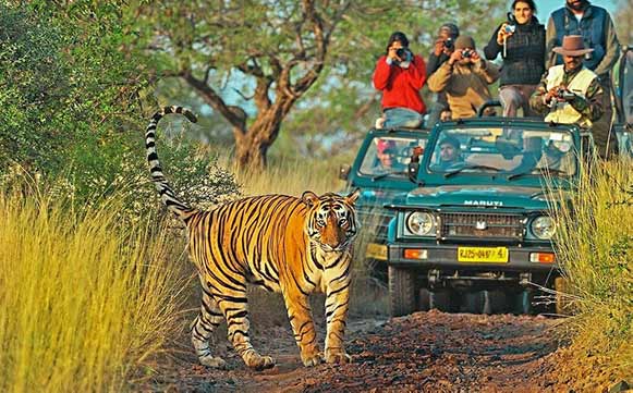 WILDLIFE EXPEDITION RANTHAMBORE TOUR PACKAGE
